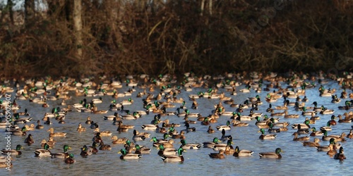 Wallpaper Mural Anatre Torontodigital.ca