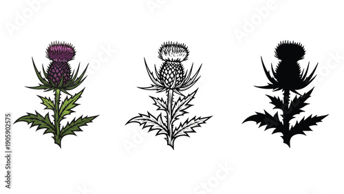 Three thistle illustrations in color, line art, and silhouette.