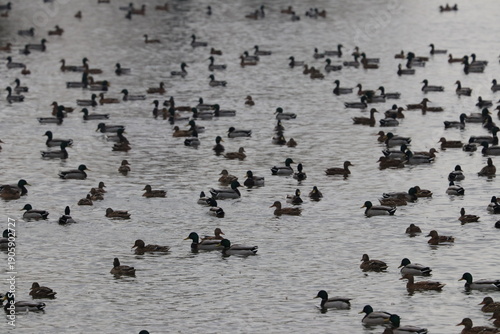 Wallpaper Mural Anatre Torontodigital.ca