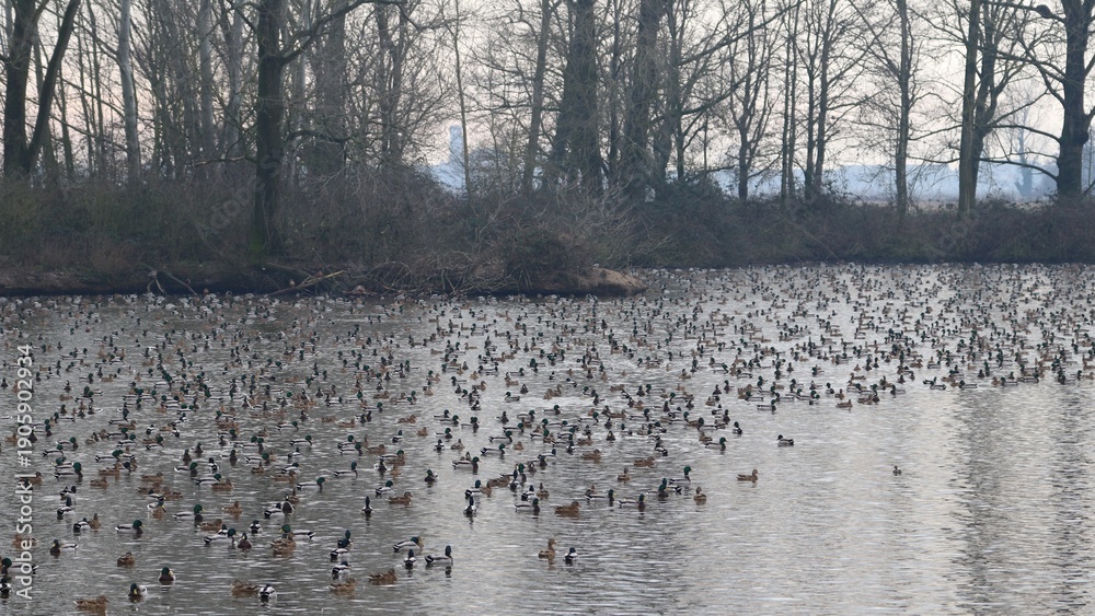 custom made wallpaper toronto digitalAnatre