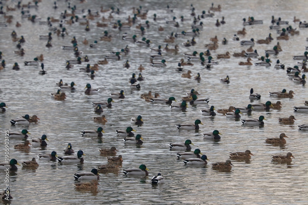 custom made wallpaper toronto digitalAnatre