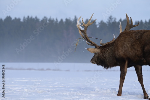 Mächtiger Hirsch drückt sein Geweih in den Schnee auf einer winterlichen Wiese