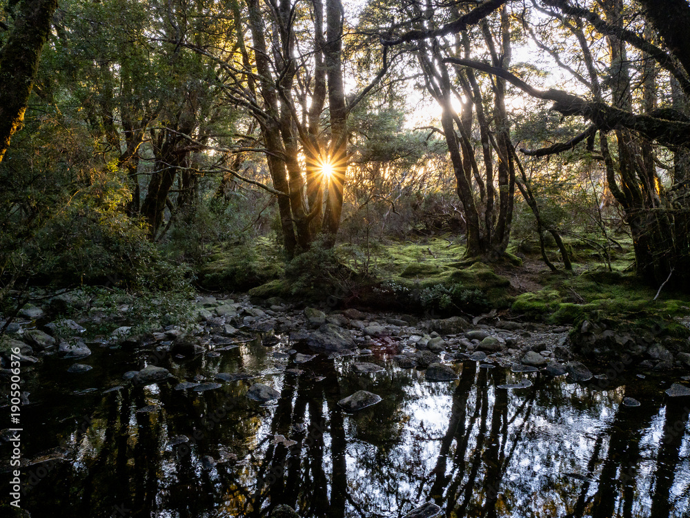 Obraz premium Enchanted Walk, Craddle mountain, Tasmania