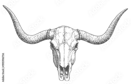 Detailed Longhorn Bull Skull with Wide Curved Horns in Vintage Engraving Style