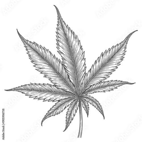 Detailed Single Cannabis Marijuana Leaf in Vintage Black and White Engraving Style