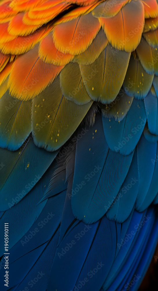 Obraz premium Close-up of parrot feathers in orange, yellow, and blue, showcasing texture and detail. Symbolic of nature, vibrant color and bird plumage