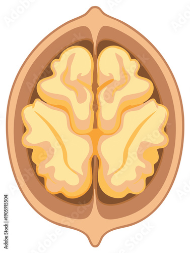 Detailed Vector Illustration of a Walnut Cut Open Revealing Its Edible Kernel
