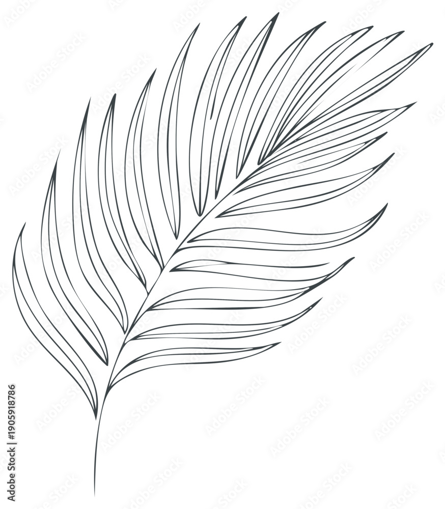Obraz premium Line art drawing of a palm leaf, isolated on a white background, illustration