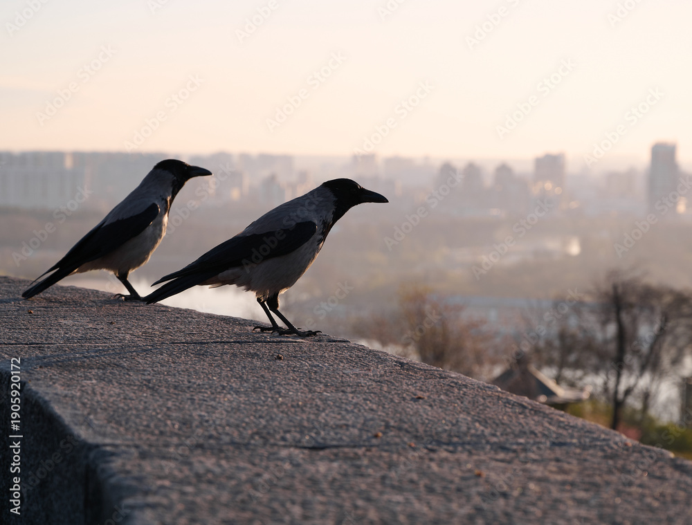 Naklejka premium Silhouette of a gray crows on a concrete parapet against the background of a blurred cityscape at dawn. Kyiv, Ukraine.