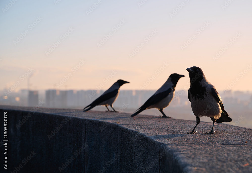 Naklejka premium Silhouette of a gray crows on a concrete parapet against the background of a blurred cityscape at dawn. Kyiv, Ukraine.