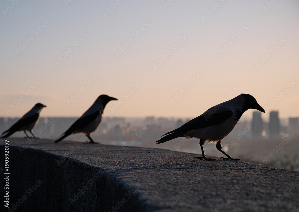 Naklejka premium Silhouette of a gray crows on a concrete parapet against the background of a blurred cityscape at dawn. Kyiv, Ukraine.