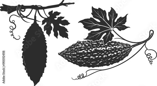 Bitter Gourd Vegetable Engraving Botanical Line Art Illustration.