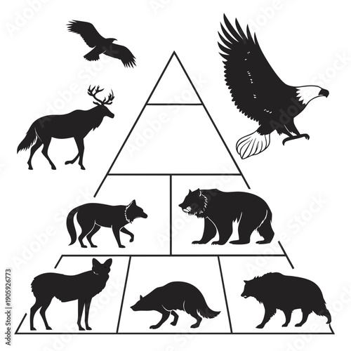 A black and white image of a food chain pyramid Vector