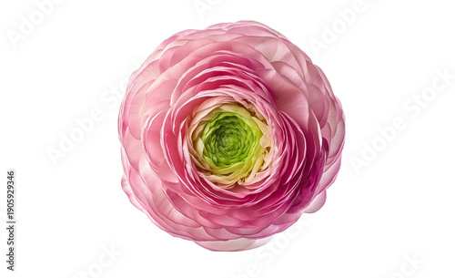 a top-view photograph of a ranunculus flower, soft pink with a green center on a white background, isolated at the edges, high-resolution photography, insanely detailed, natural lighting, professional