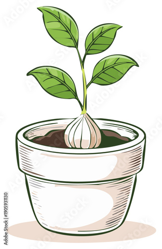 Illustrated garlic plant growing in a white ceramic pot