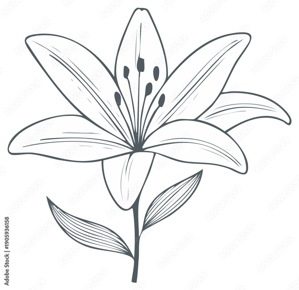 Obraz premium Elegant hand drawn lily flower illustration with detailed petals and delicate stem