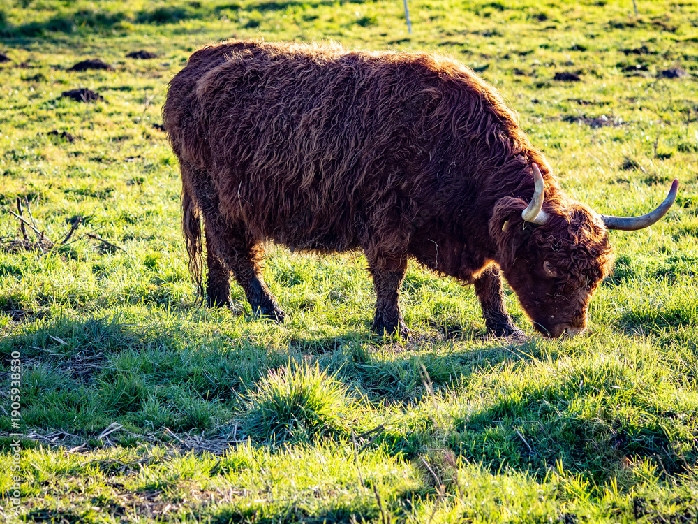 Fototapeta premium Galloways grasen auf einer Weide