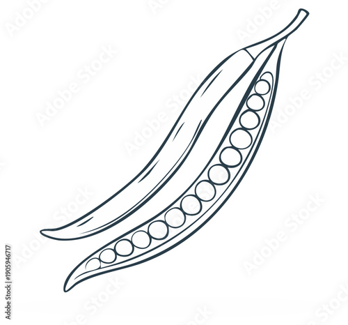 Line art illustration of opened pea pod with peas and closed pod, isolated, food concept