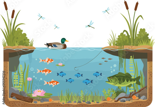 Freshwater Pond Ecosystem Cross Section Vector Illustration with Underwater Fish, Mallard Duck, Water Lilies, Aquatic Plants, and Dragonflies for Nature Education and Biology