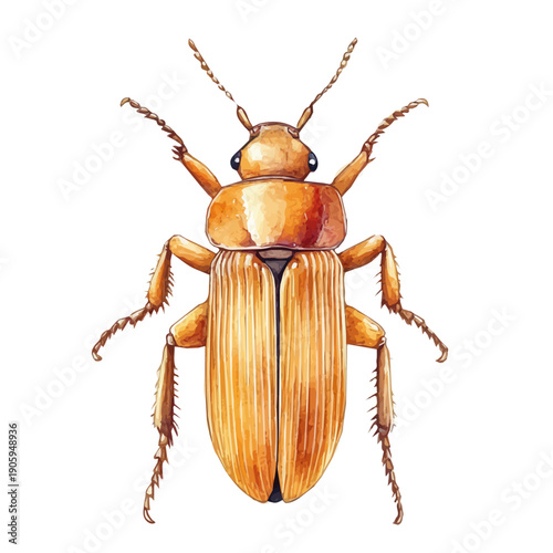 watercolor of Termite draw, isolated on a white background.