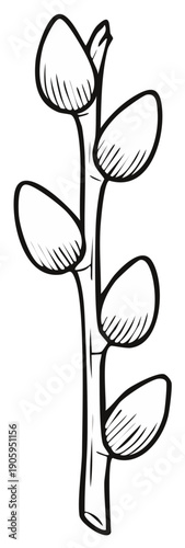 Illustration of pussy willow sprig with oval buds, spring bloom sketch.