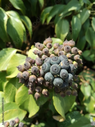 Ripe ivy berries clustered on evergreen vine (Hedera helix)
