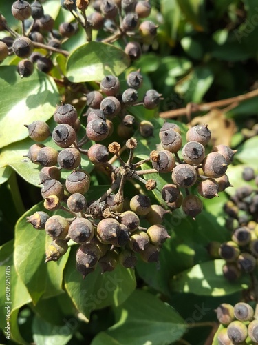 Unripe ivy berries on evergreen vine (Hedera)