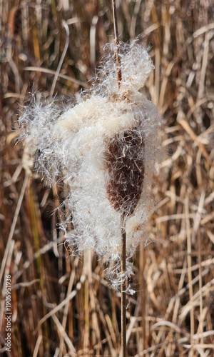 Cattail Seed Head Releasing Fluffy Fibers in Winter Wetland