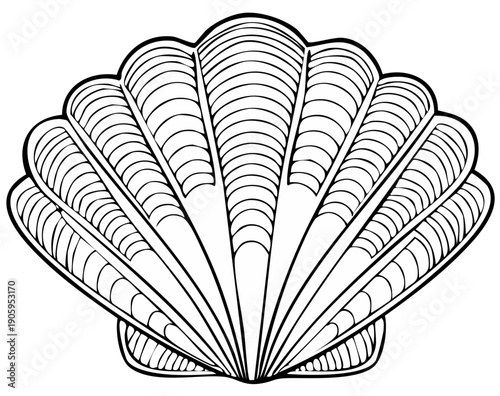 Elegant black and white seashell illustration for design and decoration