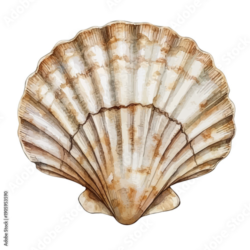 Scallop, elegant watercolor vector painting with refined details, isolated on a white background.