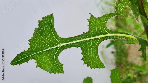 Spiny Green Thistle Leaf with Detailed Veins Isolated Against Soft Background