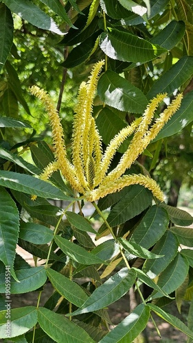 Chestnut Tree Male Catkins Blooming Among Green Leaves in Early Summer