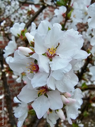 White Cherry Blossoms Blooming on Tree Branch in Early Spring