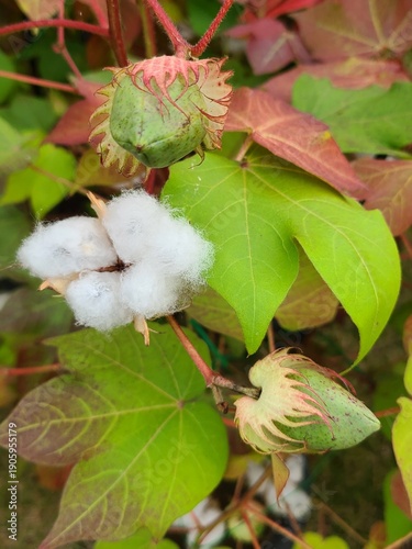 Cotton Bolls Opening on Cotton Plant with Green and Red Leaves