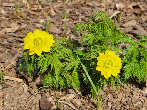 Yellow Adonis Amurensis Flowers Blooming in Early Spring Forest Floor