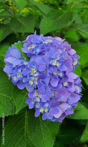 Blue Hydrangea Flower Cluster Blooming in Summer Garden