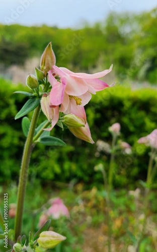 Soft Pink Columbine Flower Blooming in Spring Garden with Blurred Background