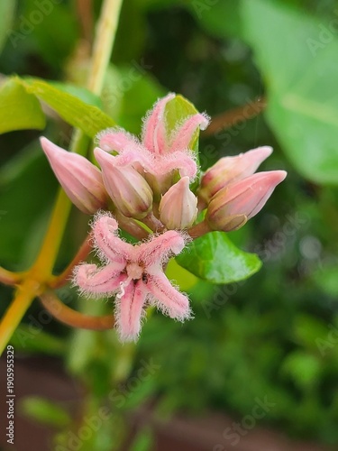 Pink Akebia Quinata Flowers and Buds Blooming in Spring Garden