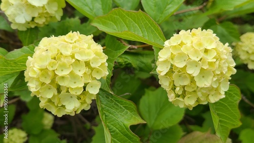 Pale Green Snowball Viburnum Flowers Blooming in Spring Garden
