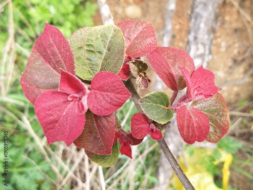 Red Young Leaves Emerging on Viburnum Shrub in Early Spring