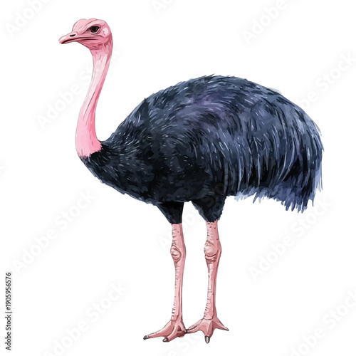 Ostrich, charming vector painting in watercolor with whimsical textures, isolated on a white background.