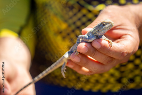 Tableau sur toile A close-up of a wild agama lizard held by a person