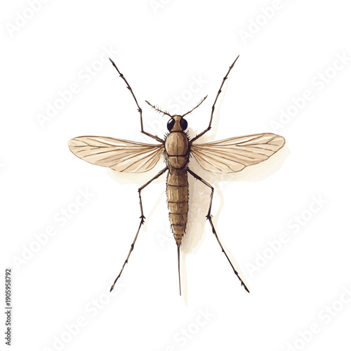 Mosquito, charming vector painting in watercolor with whimsical textures, isolated on a white background.