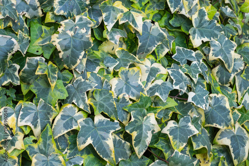 Bild auf Leinwand a dense wall of variegated ivy leaves, featuring intricate patterns of dark green centers and creamy yellow margins