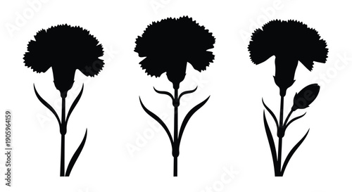 Three carnation flowers displayed as a striking black silhouette