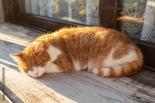 Schilderij op canvas Sleeping Ginger Tabby On Windowsill, Sunlit Wooden Sill And Lace Curtain Backdro