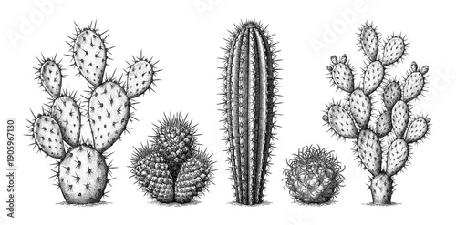 Set of Cacti in detailed black and white line art