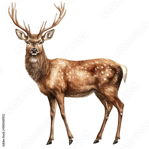 Red Deer, illustration watercolor artwork with subtle gradients and elegant contours, isolated on a white background.