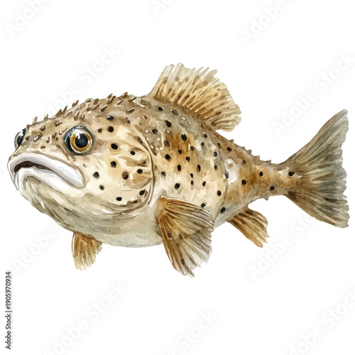 watercolor of Pufferfish illustration, isolated on a white background.