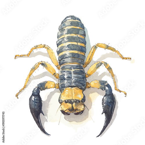 Pet Scorpion, illustration watercolor with dynamic strokes and balanced color harmony, isolated on a white background.